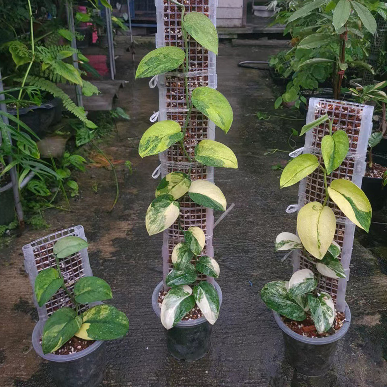 Monstera Thai Constellation - عمود طحلب بلاستيكي للنباتات ، عمود