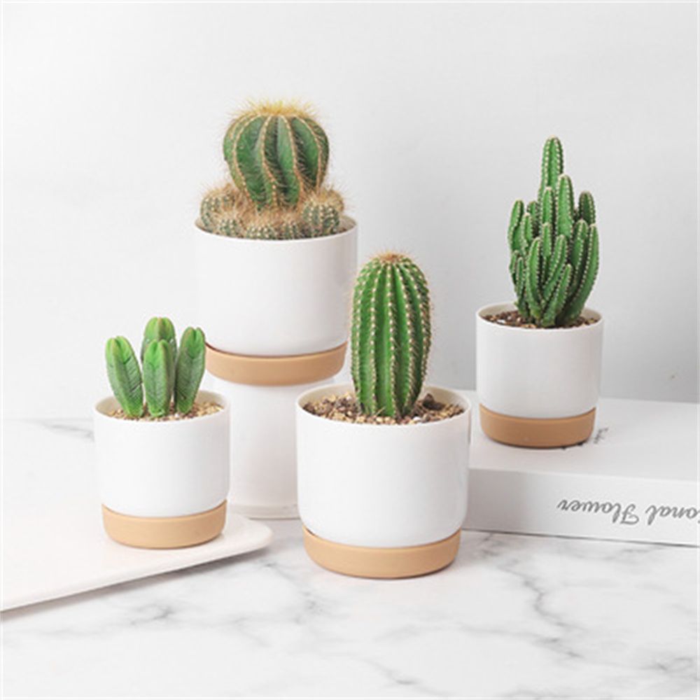Cactus Mix Pot - أواني زرع دائرية للصبار والنباتات العصارية،