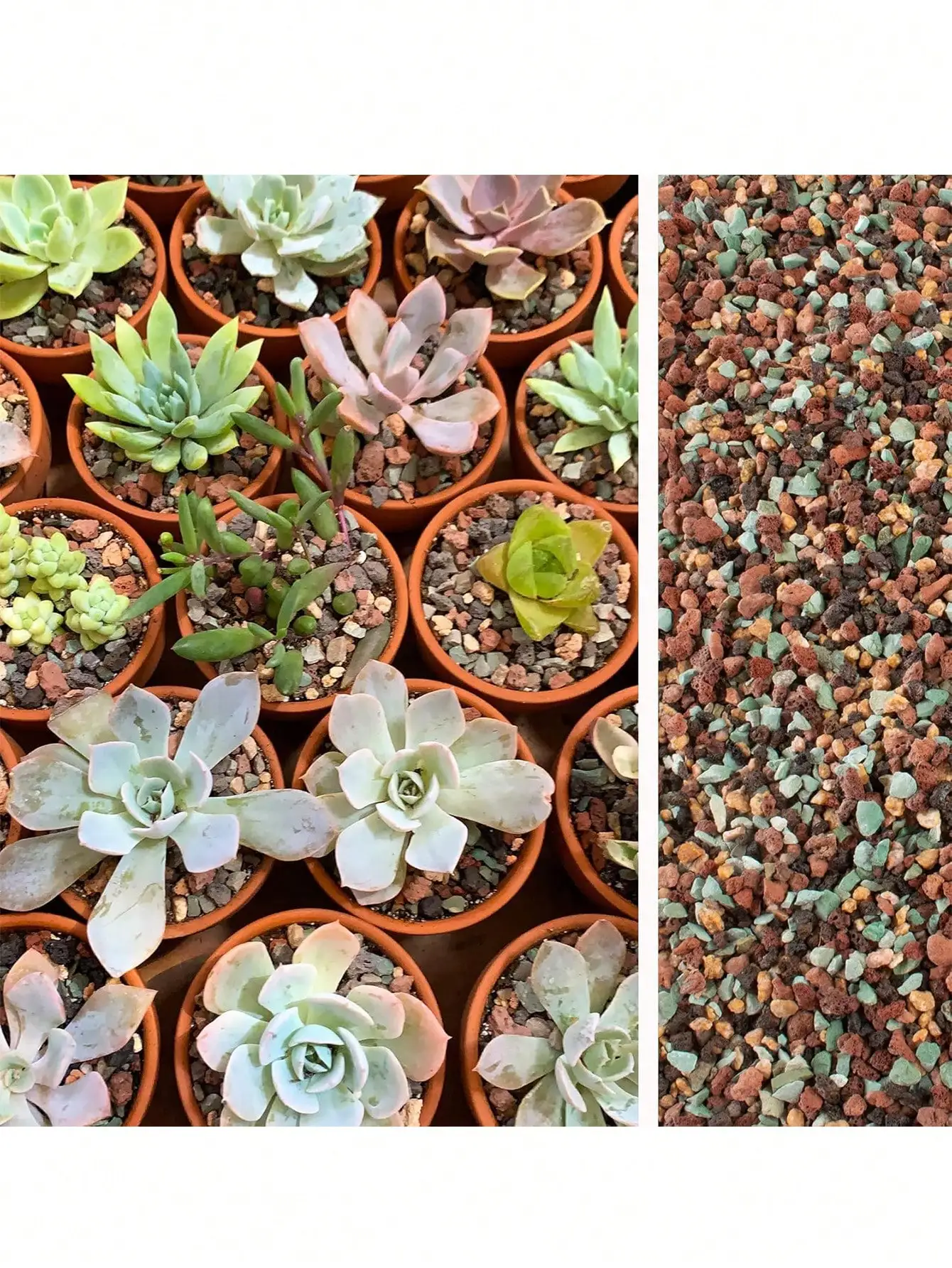 Cactus Mix Pot - مزيج الحمم البركانية البستانية الصخور الحصى