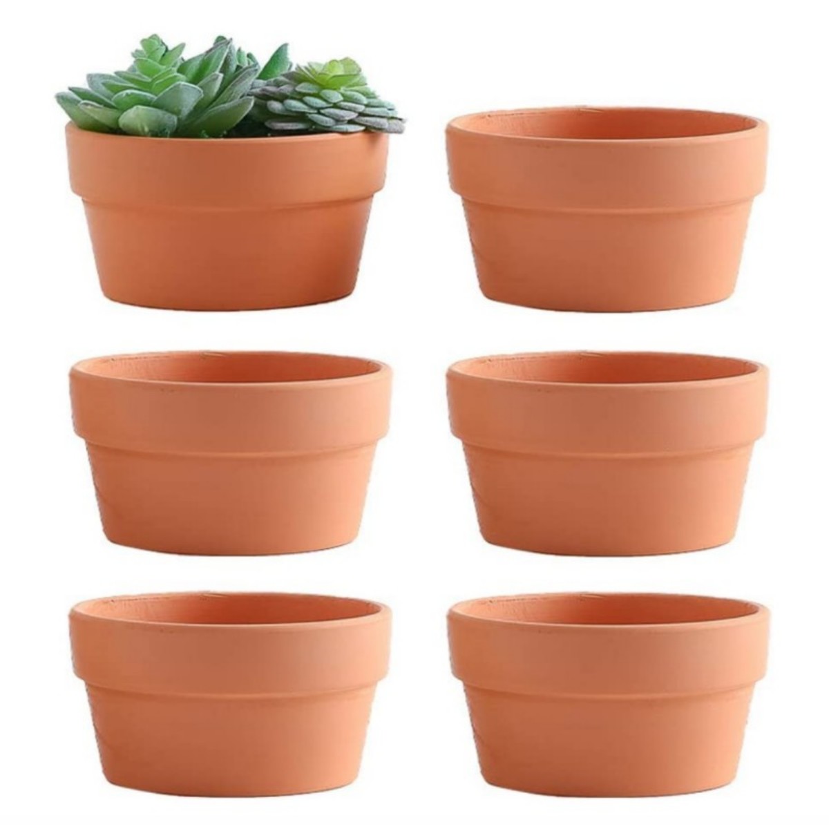 وعاء الطين الطين مع ثقب الصرف  - مراجعة Cactus Mix Pot وسعره