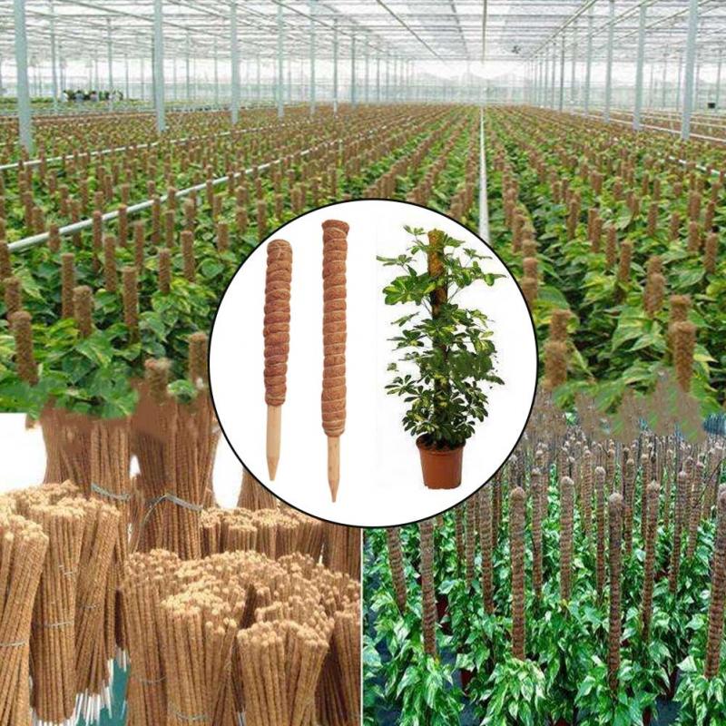 30/40/50 سنتيمتر نبات تسلق جوز - مراجعة Monstera Thai Constellation وسعره