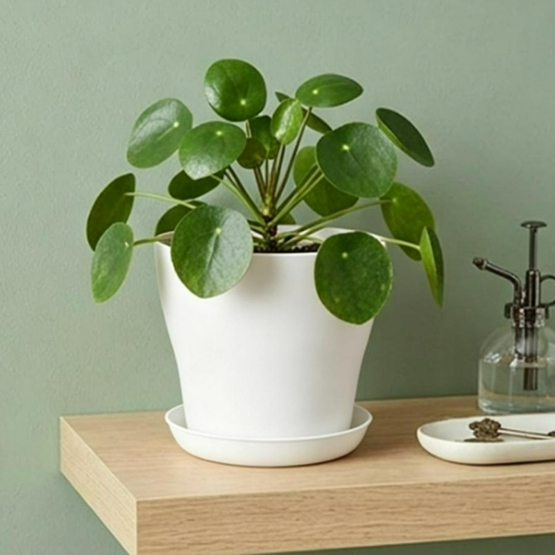 مجموعة أواني نباتات مع فتحات ت - مراجعة Cactus Mix Pot وسعره